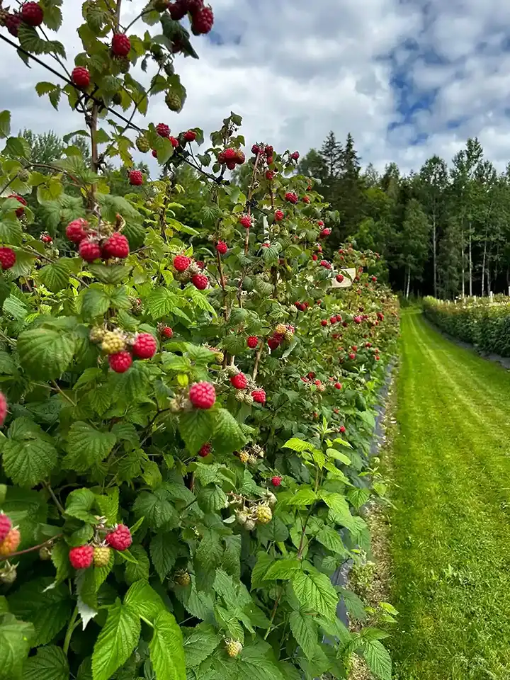 bilde av rad med bringebær